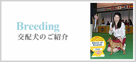 交配犬のご紹介
