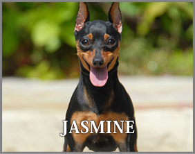 jasmine_dog